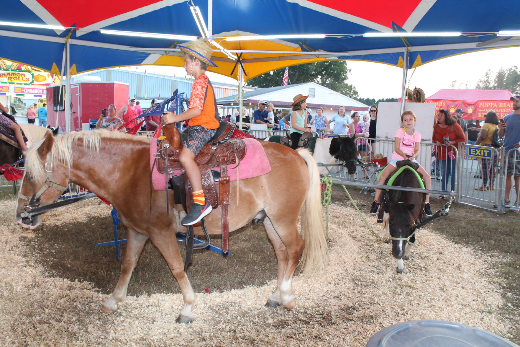 Horses